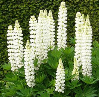 Lupīna 'Lupini White'
